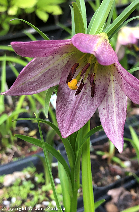 Lilium oxypetalum (Nomocharis oxypetala), himalajanlilja (sulolilja)